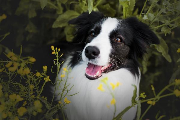 Introducing our kennel