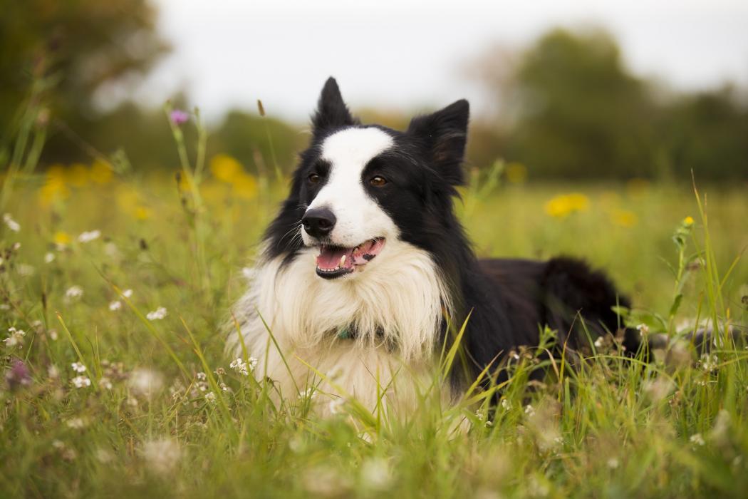A border collie jelleme