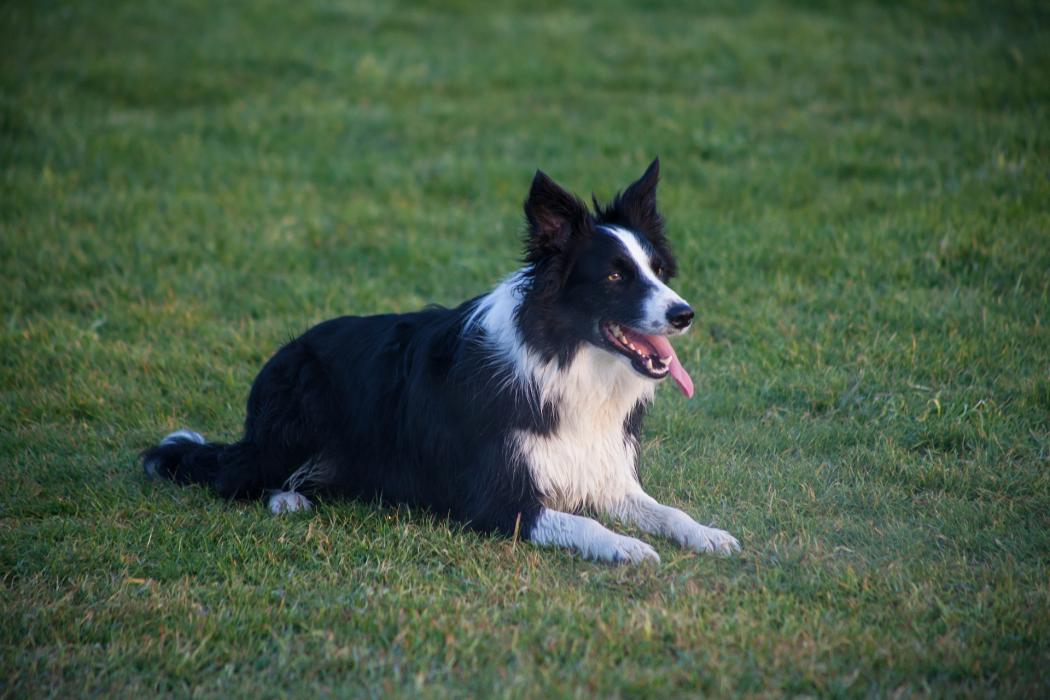 A border collie kinézete