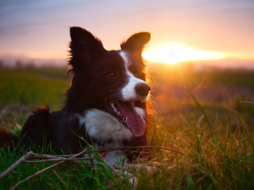 A border collie története