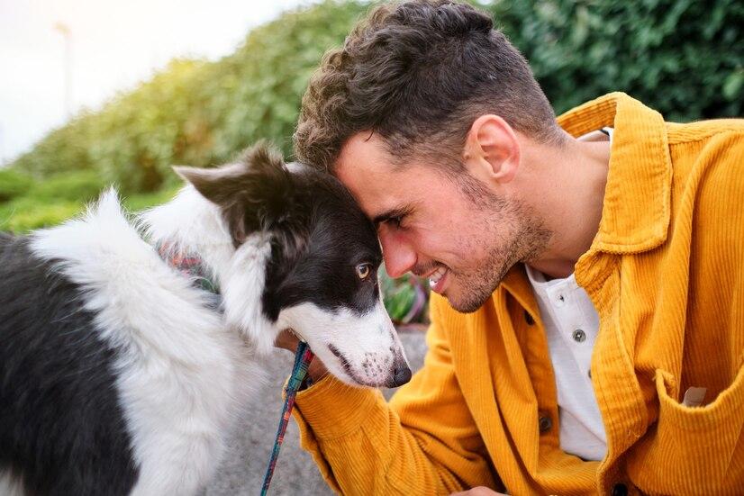 Tartása: mire van szüksége egy Border Collie-nak?