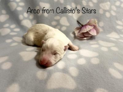 Arco from Callisto´s Stars