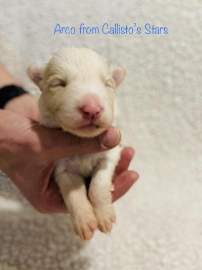 Arco from Callisto´s Stars