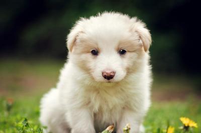 Arco from Callisto´s Stars