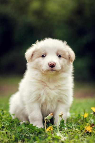 Arco from Callisto´s Stars