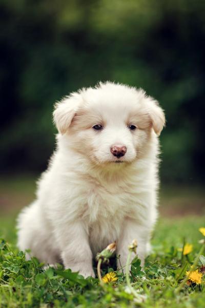 Arco from Callisto´s Stars