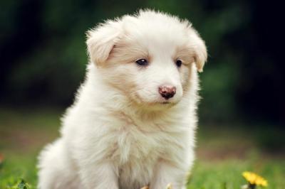 Arco from Callisto´s Stars