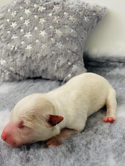 Arco from Callisto´s Stars