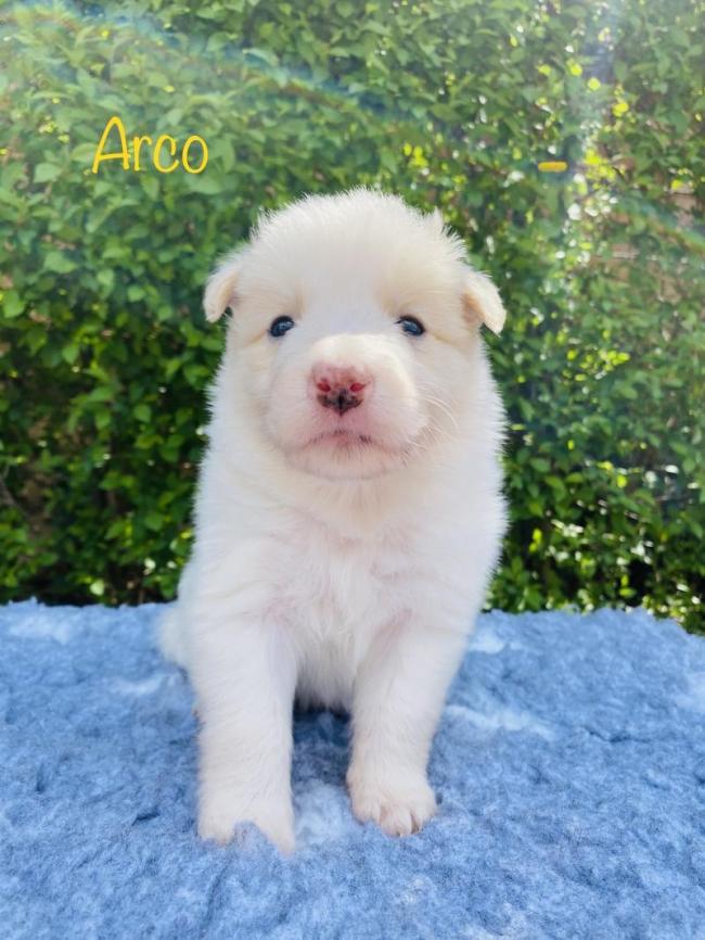 Arco from Callisto´s Stars