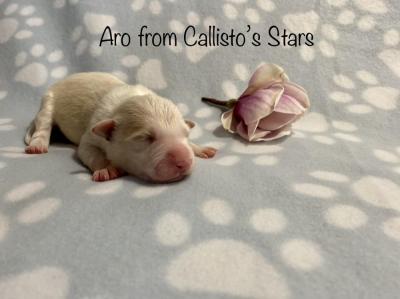 Aro from Callisto´s Stars
