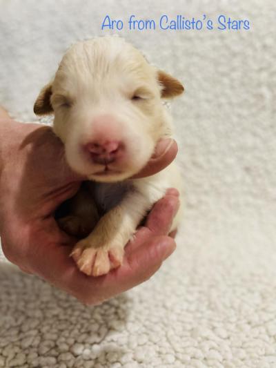 Aro from Callisto´s Stars