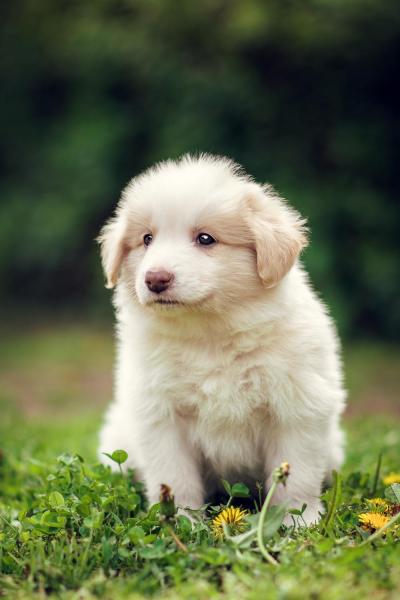 Aro from Callisto´s Stars