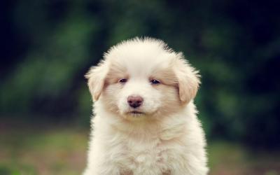 Aro from Callisto´s Stars