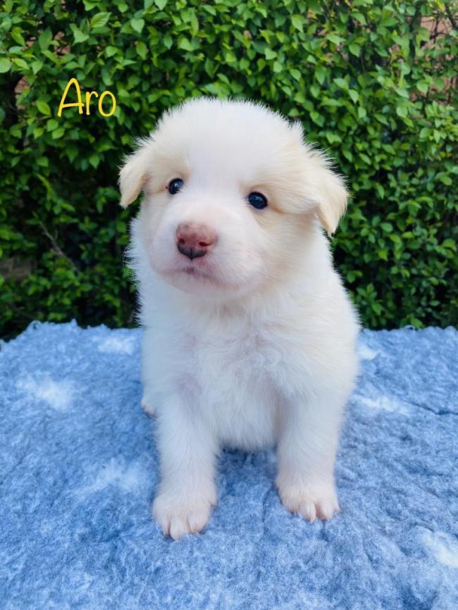 Aro from Callisto´s Stars