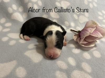 Alcor from Callisto´s Stars