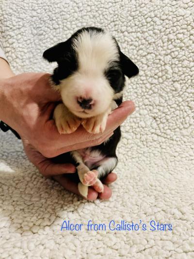 Alcor from Callisto´s Stars