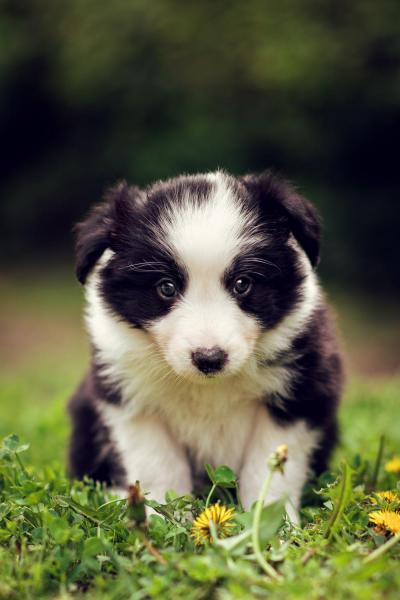 Alcor from Callisto´s Stars