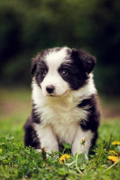 Alcor from Callisto´s Stars