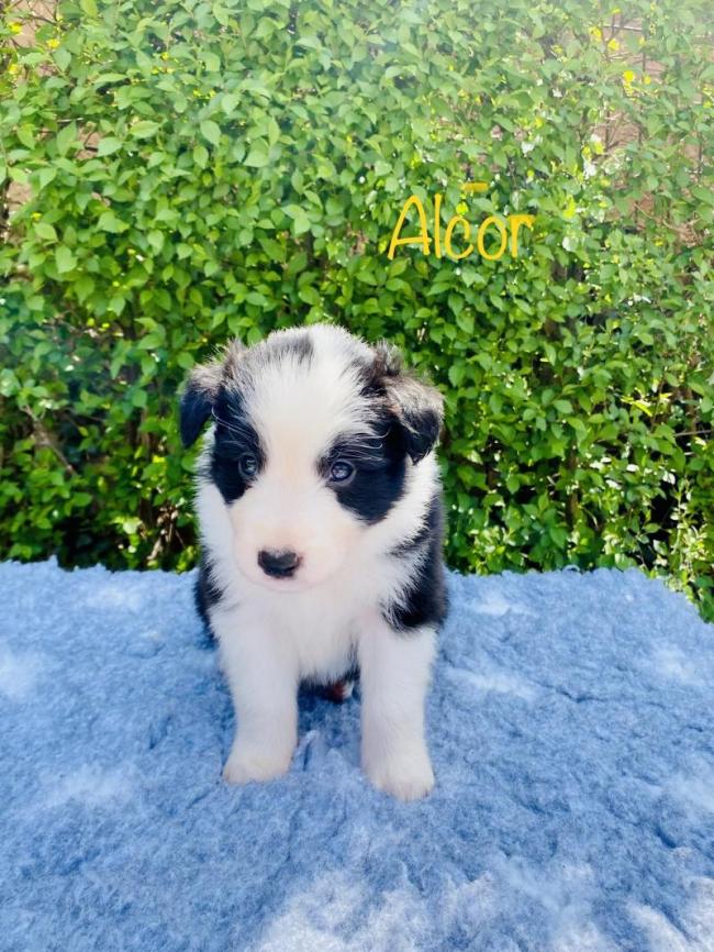 Alcor from Callisto´s Stars