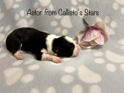 Astor from Callisto´s Stars
