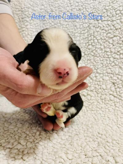 Astor from Callisto´s Stars