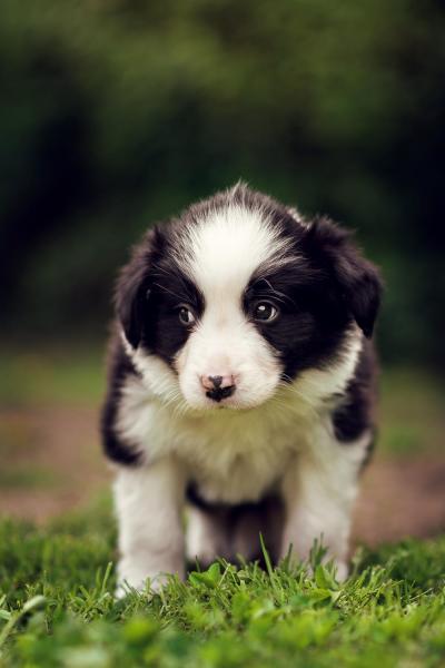 Astor from Callisto´s Stars