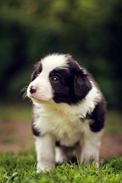 Astor from Callisto´s Stars