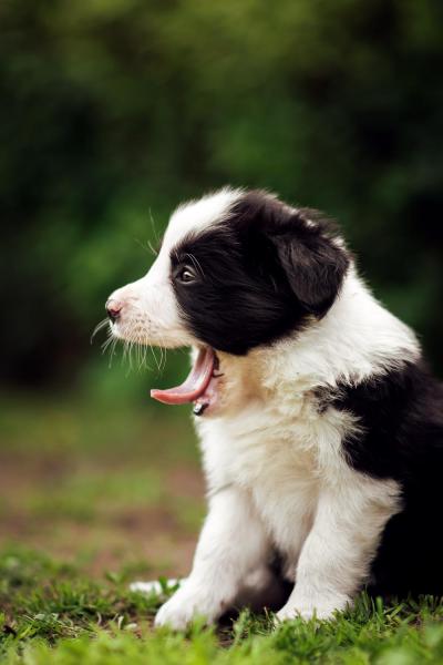 Astor from Callisto´s Stars