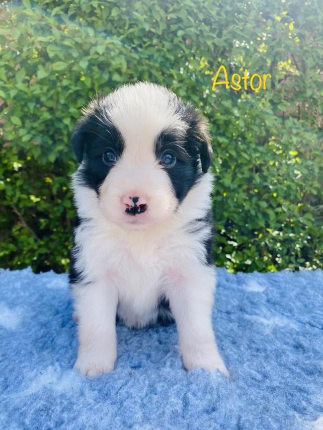 Astor from Callisto´s Stars