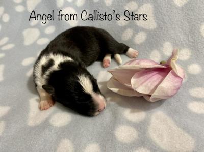 Angel from Callisto´s Stars