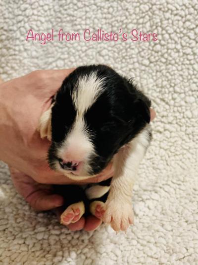 Angel from Callisto´s Stars