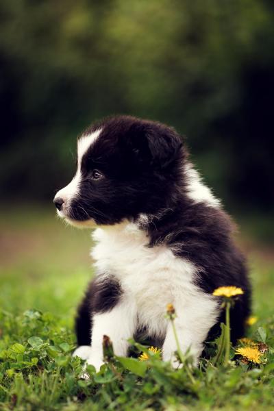 Angel from Callisto´s Stars