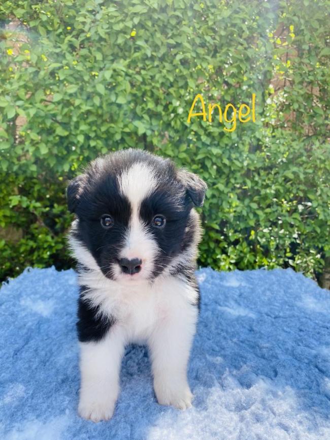Angel from Callisto´s Stars
