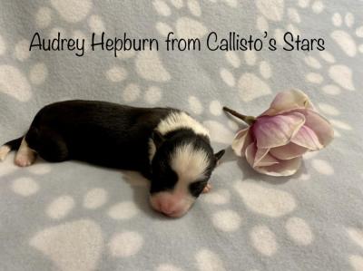 Audrey Hepburn from Callisto´s Stars