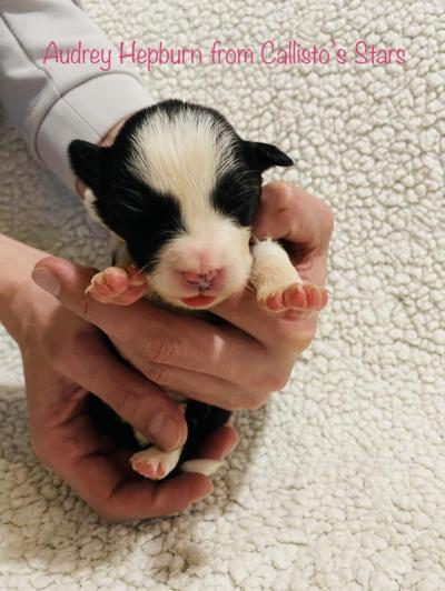 Audrey Hepburn from Callisto´s Stars