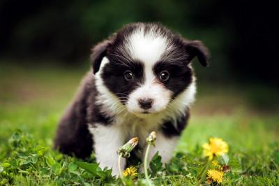 Audrey Hepburn from Callisto´s Stars