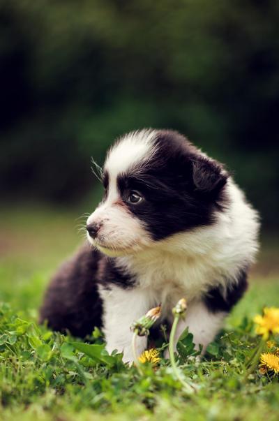 Audrey Hepburn from Callisto´s Stars