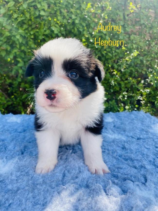 Audrey Hepburn from Callisto´s Stars