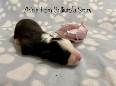 Adele from Callisto´s Stars