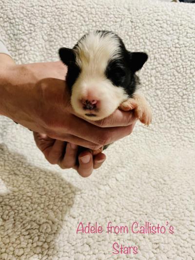 Adele from Callisto´s Stars