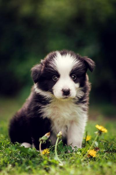 Adele from Callisto´s Stars