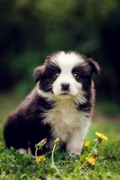 Adele from Callisto´s Stars