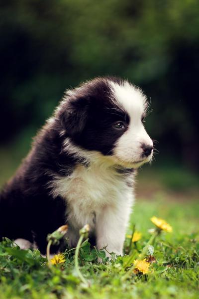 Adele from Callisto´s Stars