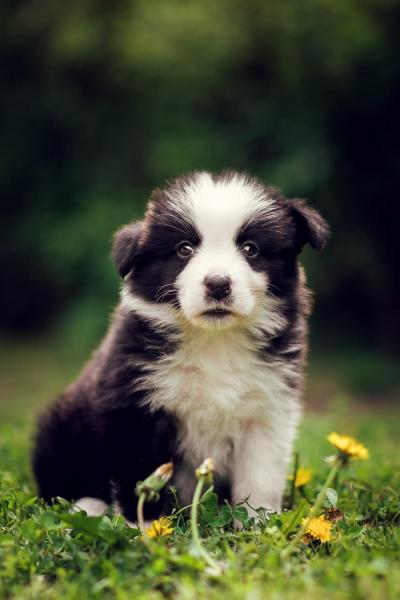 Adele from Callisto´s Stars