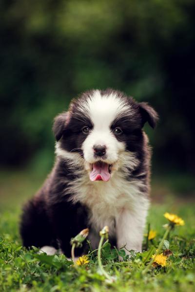 Adele from Callisto´s Stars