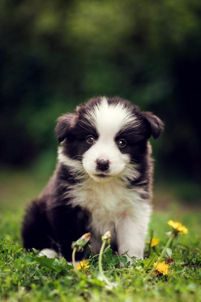 Adele from Callisto´s Stars