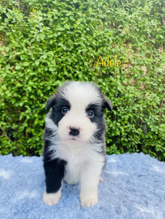 Adele from Callisto´s Stars