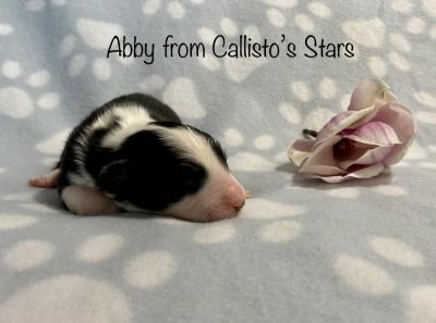 Abby from Callisto´s Stars