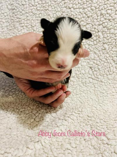 Abby from Callisto´s Stars