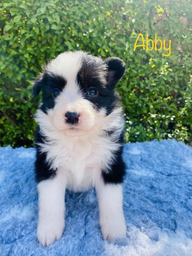 Abby from Callisto´s Stars